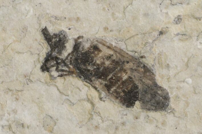 Fossil March Fly (Plecia) - Green River Formation #154497